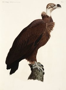 भूरा गिद्ध, मिस्र द्वारा रिचर्ड (बाद में) डड्डो