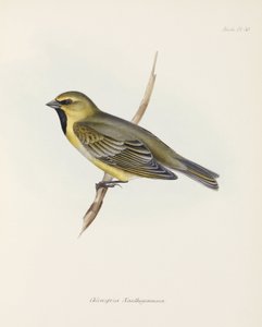 फिंच, सी 1832-1836 द्वारा रिचर्ड (बाद में) डड्डो