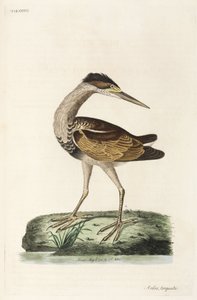 बगला द्वारा रिचर्ड (बाद में) डड्डो
