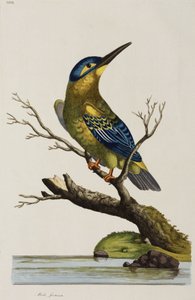 नीलकंठ द्वारा रिचर्ड (बाद में) डड्डो