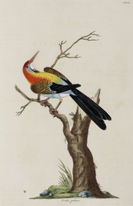 ओरियल द्वारा रिचर्ड (बाद में) डड्डो