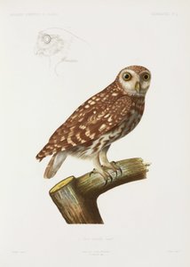 उल्लू, अल्जीरिया द्वारा रिचर्ड (बाद में) डड्डो