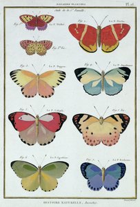 एम। ओलिवियर की &39;नेचुरल हिस्ट्री ऑफ कीड़े&39; से तितलियाँ द्वारा रॉबर्ट बेनार्ड