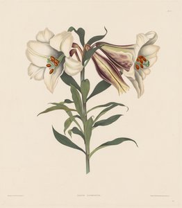 हेमेन्ड्रियन पौधों का एक चयन, Amaryllidae के प्राकृतिक क्रम से संबंधित ..., 1831-1832। द्वारा रॉबर्ट हेवेल