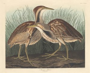 अमेरिकन बिटर्न, 1836। द्वारा रॉबर्ट हेवेल
