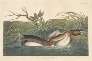 अमेरिकन पाइड-बिल डोबचिक, 1835। द्वारा रॉबर्ट हेवेल