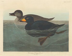 अमेरिकन स्कॉटर डक, 1838। द्वारा रॉबर्ट हेवेल
