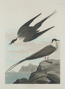 आर्कटिक जैगर, 1835। द्वारा रॉबर्ट हेवेल
