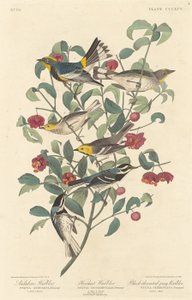 ऑडुबॉन वार्बलर, हर्मिट वार्बलर और ब्लैक-थ्रोटेड ग्रे वार्बलर, 1837। द्वारा रॉबर्ट हेवेल