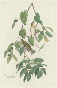 ऑटमनल वार्बलर, 1830। द्वारा रॉबर्ट हेवेल