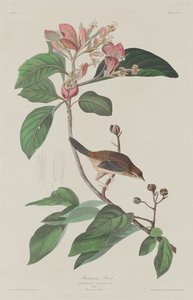 बचमन्स फिंच, 1833। द्वारा रॉबर्ट हेवेल