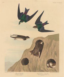 बैंक निगल और वायलेट-ग्रीन निगल, 1837। द्वारा रॉबर्ट हेवेल