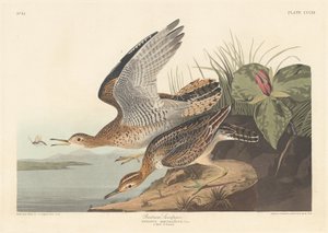 बार्ट्राम सैंडपाइपर, 1836। द्वारा रॉबर्ट हेवेल