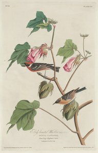 बे-ब्रेस्टेड वार्बलर, 1829। द्वारा रॉबर्ट हेवेल