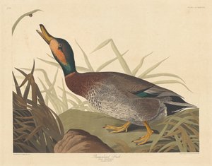 बेमैक्युलेटेड डक, 1836। द्वारा रॉबर्ट हेवेल