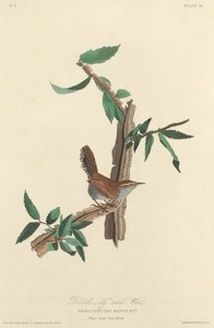 बेविक्स लॉन्ग-टेल्ड रेन, 1827। द्वारा रॉबर्ट हेवेल