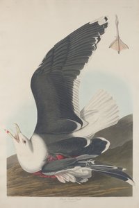 ब्लैक-बैकड गल, 1835। द्वारा रॉबर्ट हेवेल