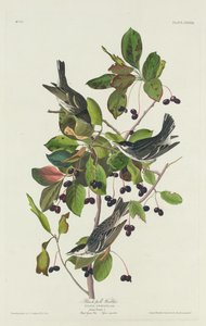 ब्लैक-पोल वार्बलर, 1832। द्वारा रॉबर्ट हेवेल