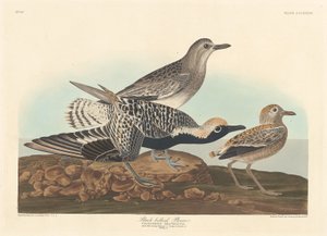 ब्लैक-बेल्ड प्लोवर, 1836। द्वारा रॉबर्ट हेवेल