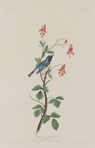 ब्लैक-थ्रोटेड ब्लू वार्बलर, 1832। द्वारा रॉबर्ट हेवेल