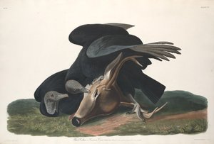 ब्लैक वल्चर, 1831। द्वारा रॉबर्ट हेवेल