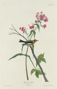 ब्लैकबर्नियन वार्बलर, 1832। द्वारा रॉबर्ट हेवेल