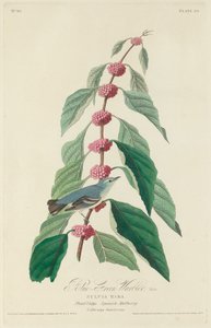ब्लू-ग्रीन वार्बलर, 1828। द्वारा रॉबर्ट हेवेल