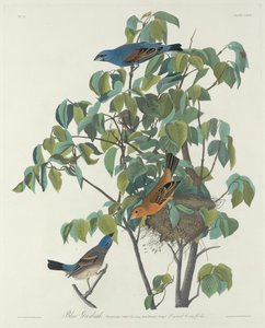 ब्लू ग्रोसबीक, 1831। द्वारा रॉबर्ट हेवेल