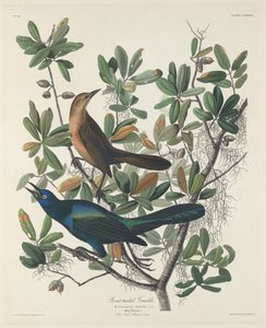 बोट-टेल्ड ग्रैकल, 1834। द्वारा रॉबर्ट हेवेल