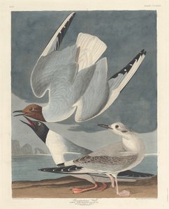 बोनापार्टियन गूल, 1836। द्वारा रॉबर्ट हेवेल