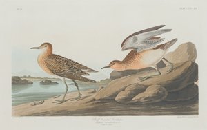 बफ-ब्रेस्टेड सैंडपाइपर, 1835। द्वारा रॉबर्ट हेवेल