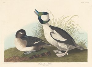 बफ़ेल-हेडेड डक, 1836। द्वारा रॉबर्ट हेवेल