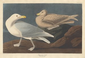 बर्गोमस्टर गल, 1837। द्वारा रॉबर्ट हेवेल