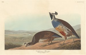 कैलिफ़ोर्निया पार्ट्रिज, 1838। द्वारा रॉबर्ट हेवेल
