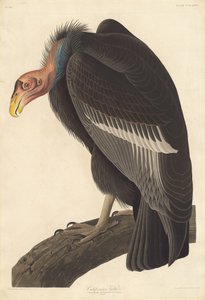 कैलिफ़ोर्निया गिद्ध, 1838। द्वारा रॉबर्ट हेवेल