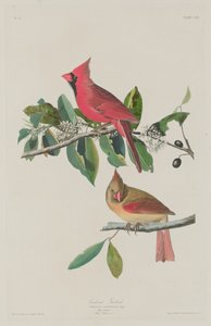कार्डिनल ग्रोसबीक, 1833। द्वारा रॉबर्ट हेवेल