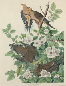 कैरोलिना कबूतर या कछुआ कबूतर, 1827। द्वारा रॉबर्ट हेवेल