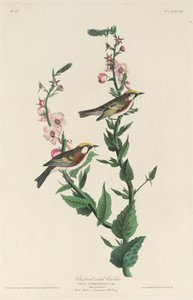 चेस्टनट-साइडेड वार्बलर, 1829। द्वारा रॉबर्ट हेवेल