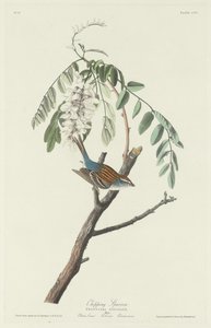 चिपिंग स्पैरो, 1831। द्वारा रॉबर्ट हेवेल