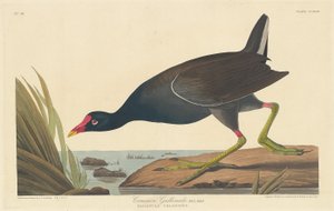 कॉमन गैलिनुले, 1835। द्वारा रॉबर्ट हेवेल