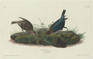 गाय बंटिंग, 1830। द्वारा रॉबर्ट हेवेल