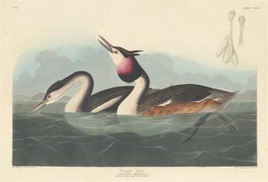 क्रेस्टेड ग्रीबे, 1836। द्वारा रॉबर्ट हेवेल