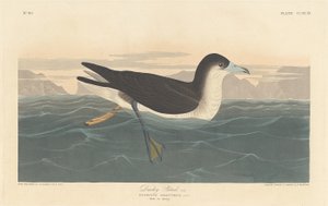 डस्की पेट्रेल, 1836। द्वारा रॉबर्ट हेवेल
