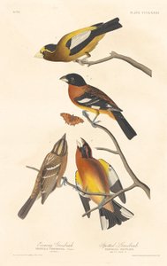 इवनिंग ग्रोसबीक और स्पॉटेड ग्रोसबीक, 1837। द्वारा रॉबर्ट हेवेल