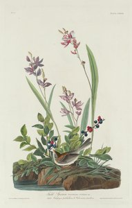 फील्ड स्पैरो, 1832। द्वारा रॉबर्ट हेवेल