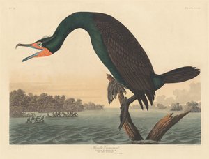 फ्लोरिडा जलकाग, 1835। द्वारा रॉबर्ट हेवेल