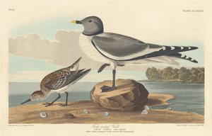 फोर्क-टेल्ड गल, 1835। द्वारा रॉबर्ट हेवेल