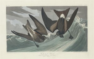 फोर्क-टेल्ड पेट्रेल, 1835। द्वारा रॉबर्ट हेवेल