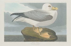 फुलमर पेट्रेल, 1835। द्वारा रॉबर्ट हेवेल