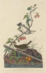 गोल्डन-क्राउन थ्रश, 1832। द्वारा रॉबर्ट हेवेल
